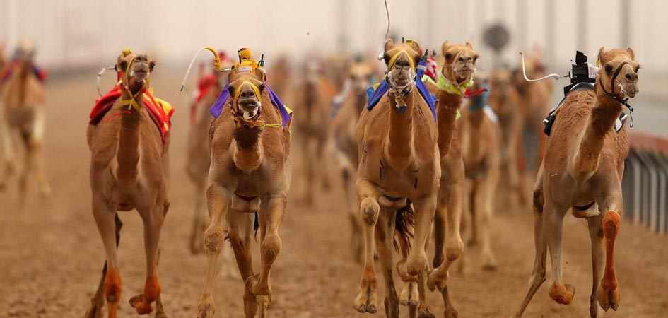 Al Marmoom Camel Race Track